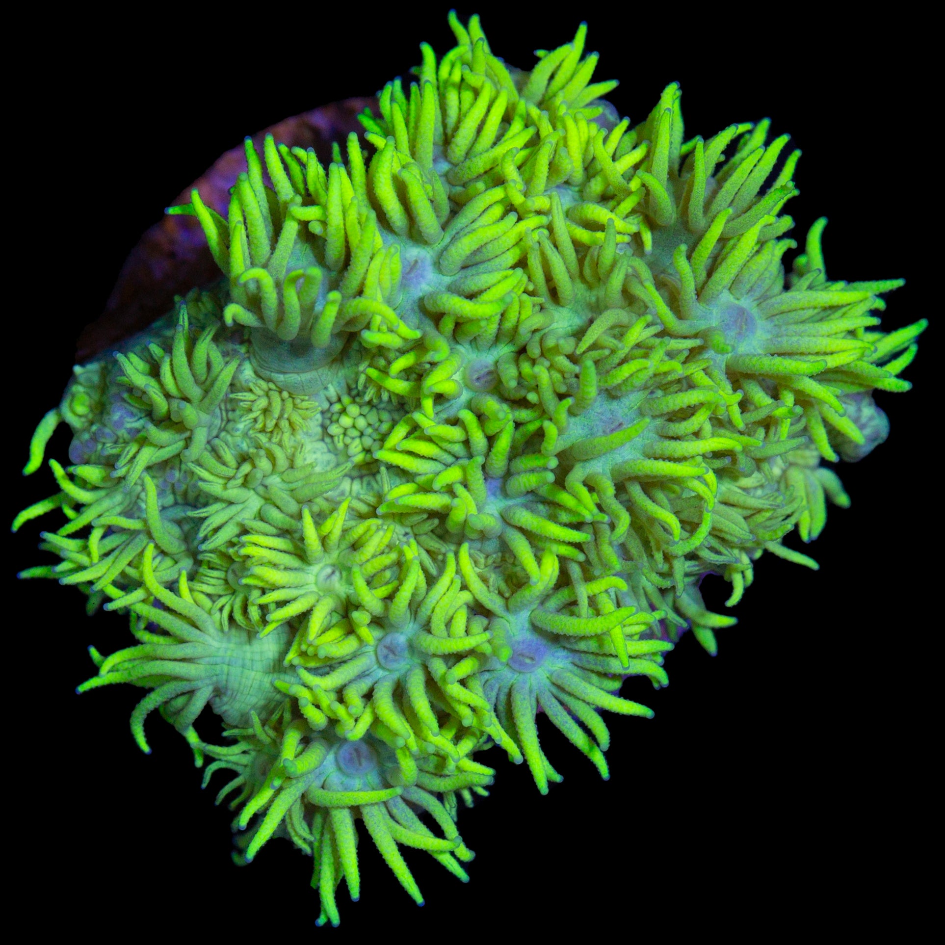 Vivid's Lemondrop Goniopora Coral