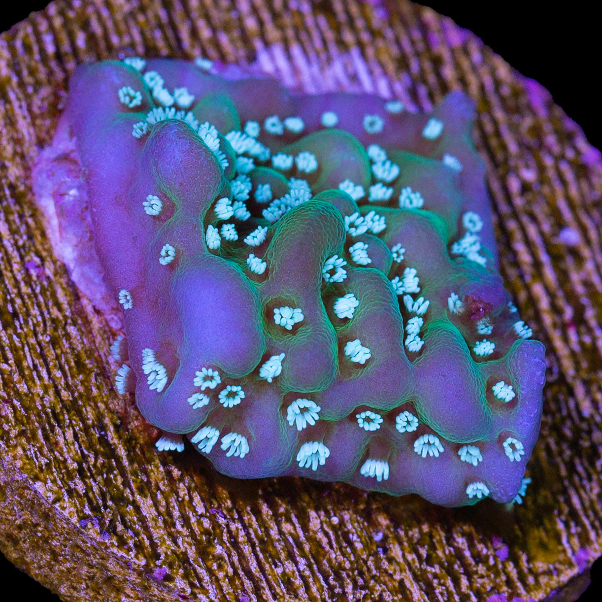 Purple Rim Montipora Undata Coral