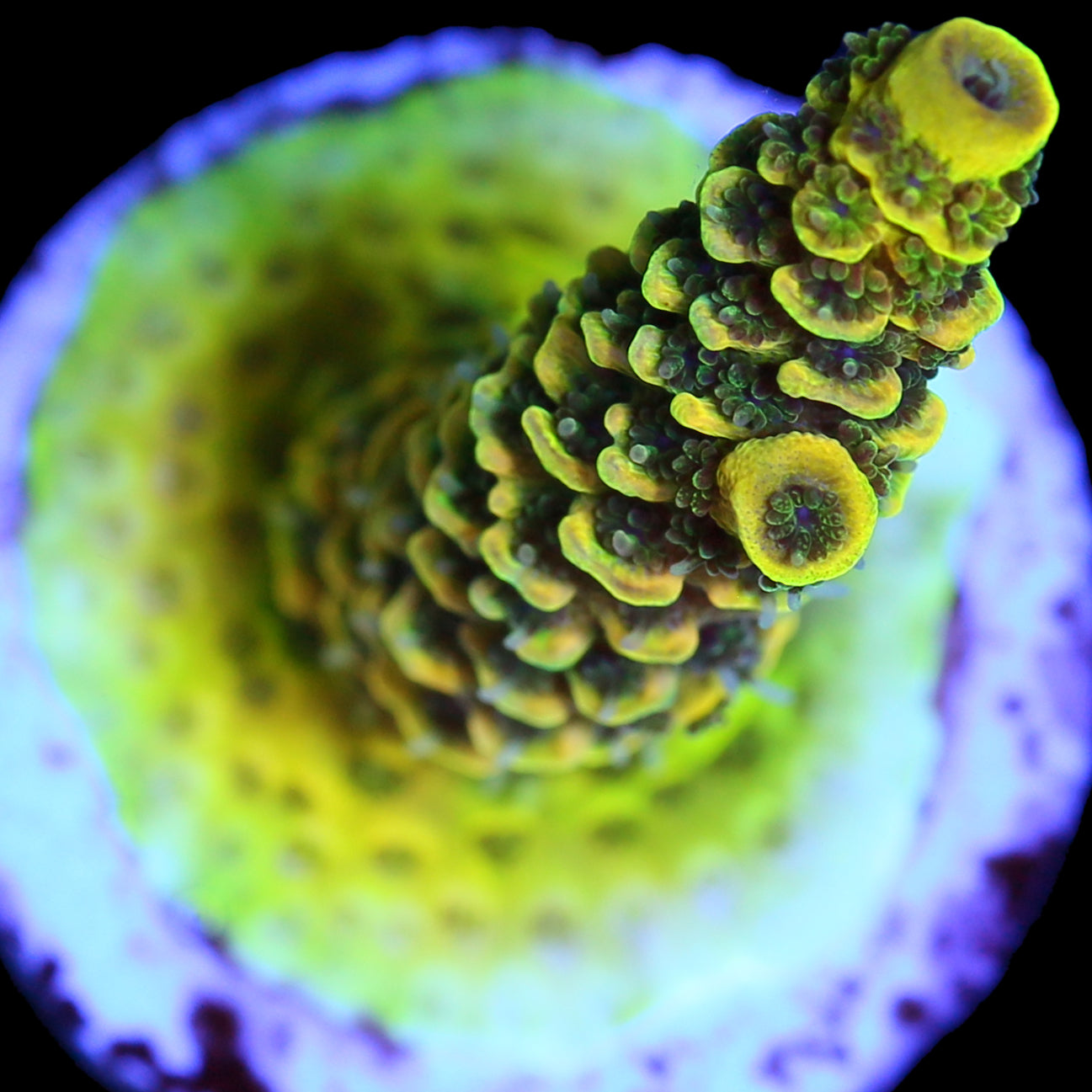 Rainbow Splice Acropora Coral - Green Section