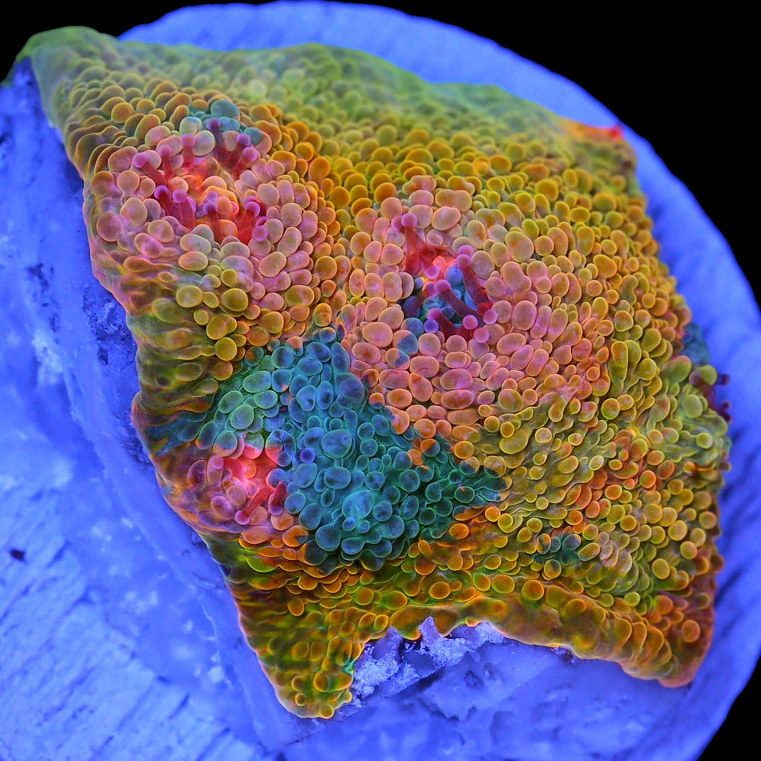 Crayola Meltdown Echinophyllia Coral
