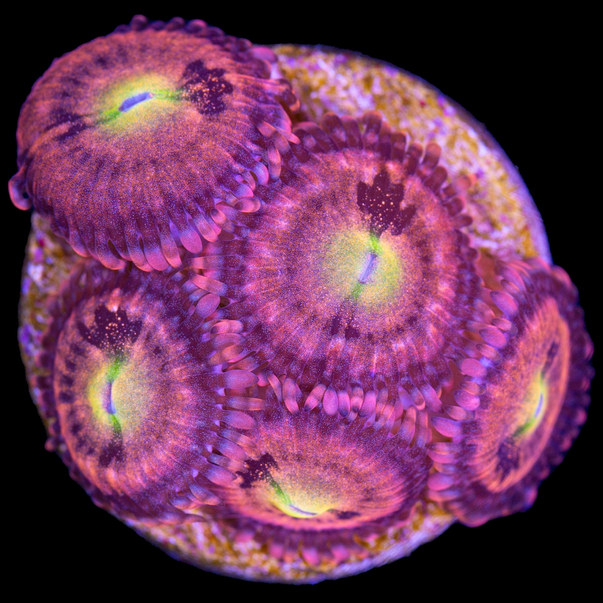 Vivid's Halle Berry Zoanthids