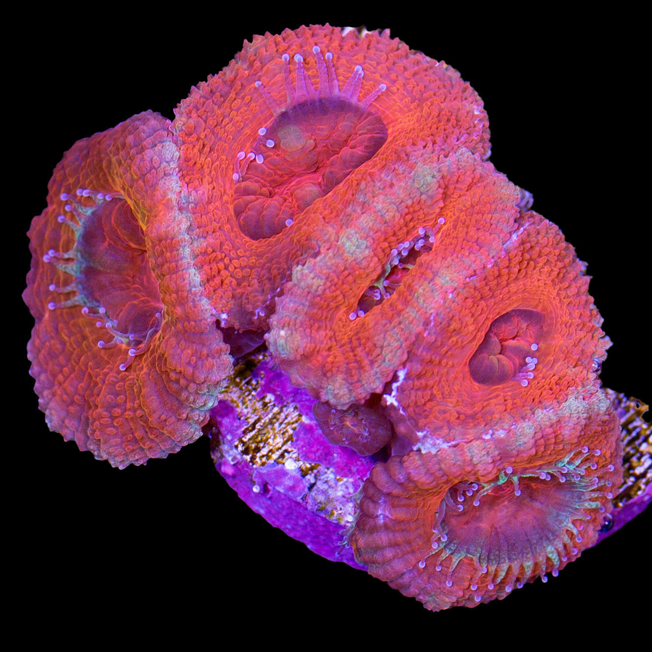 Ultra Red Acan Lord Coral