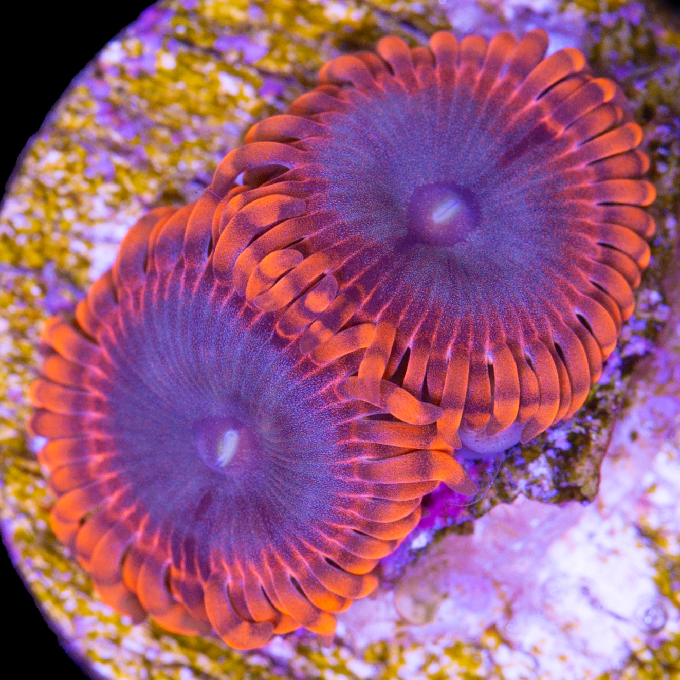 Vivid's Lunar Eclipse Zoanthids