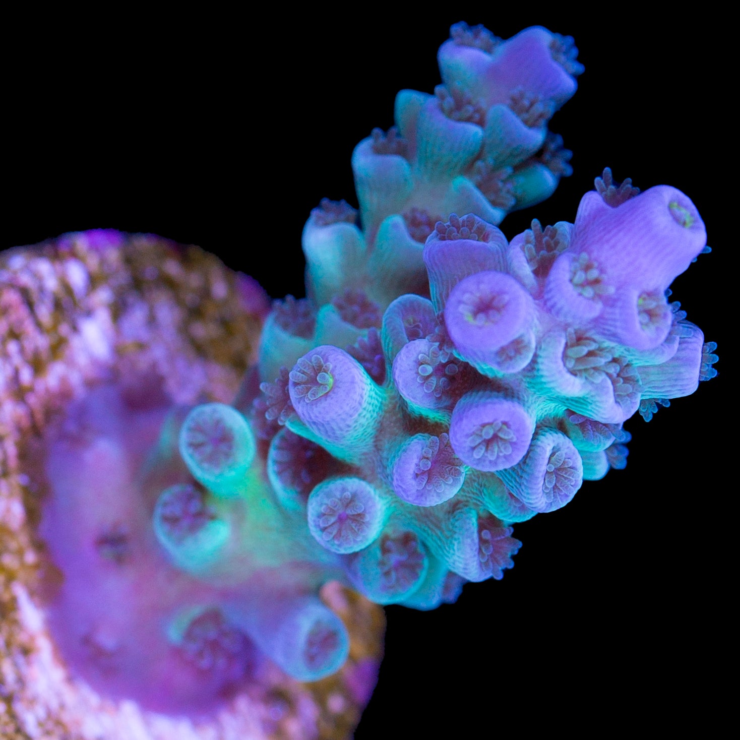 Joker Tenuis Acropora Coral