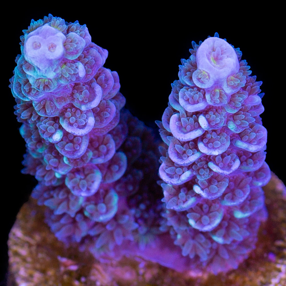 Creamsicle Tenuis Acropora Coral