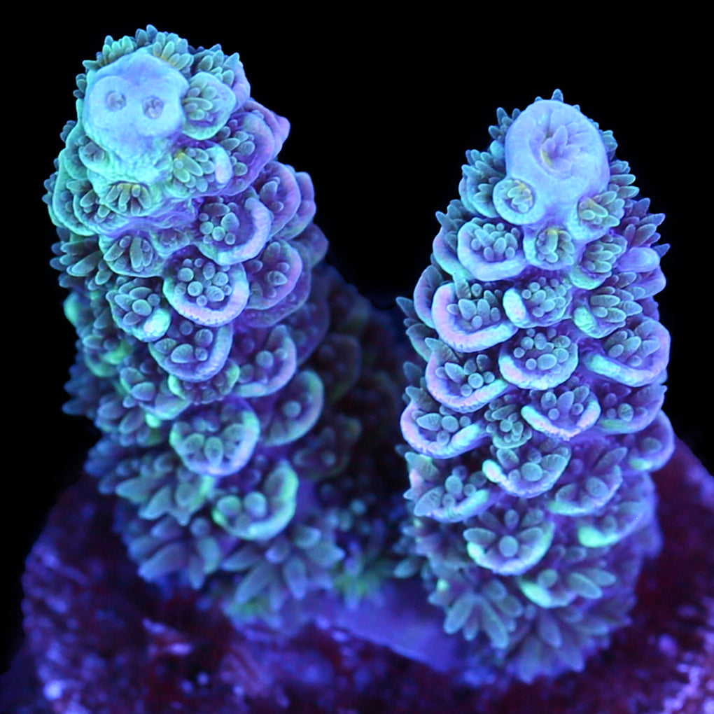 Creamsicle Tenuis Acropora Coral