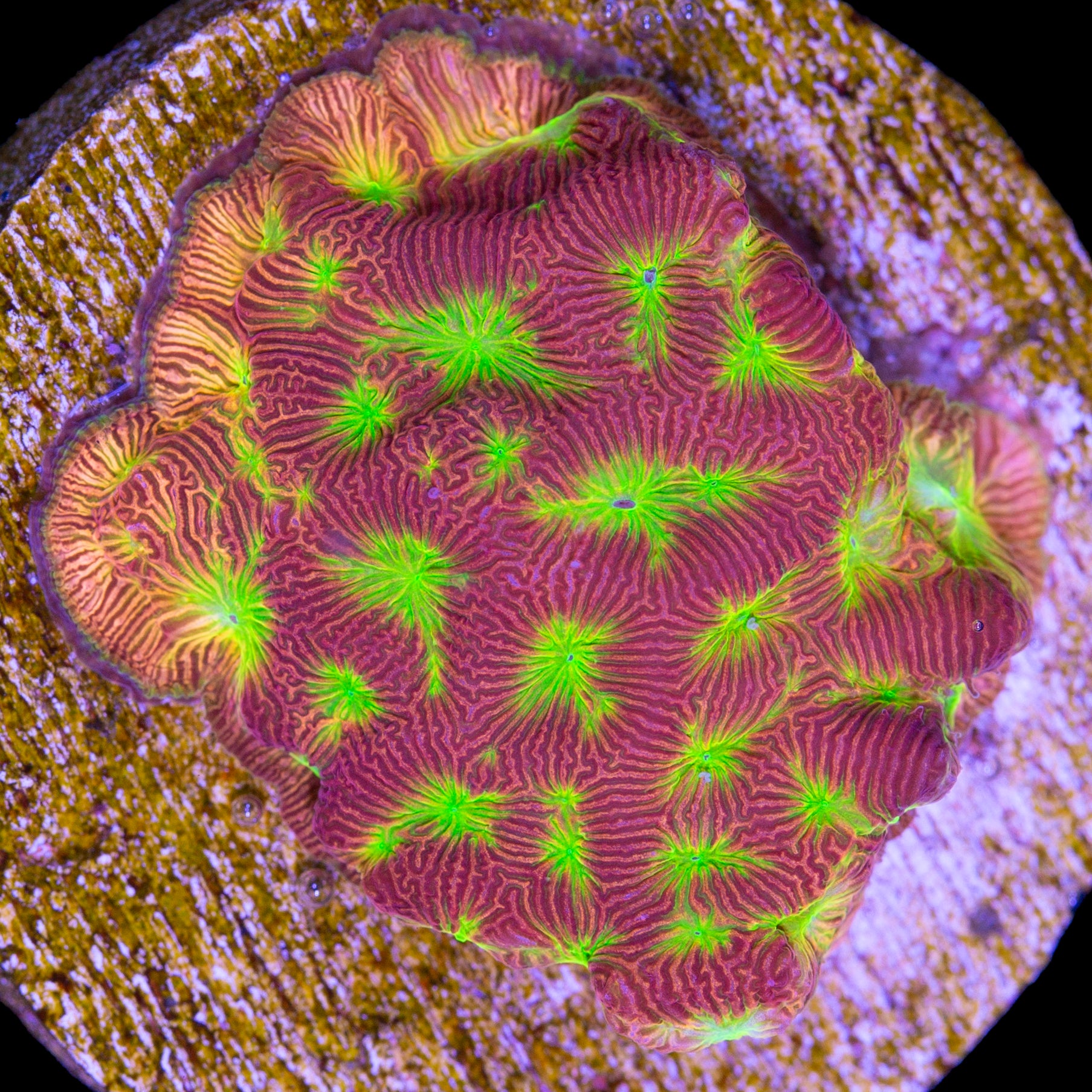 JF Lethal Leptoseris Coral