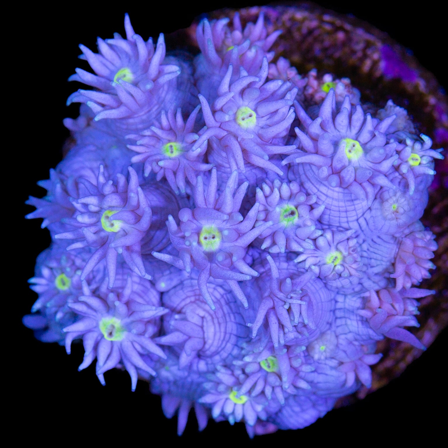 Yellow Eye Purple Goniopora Coral