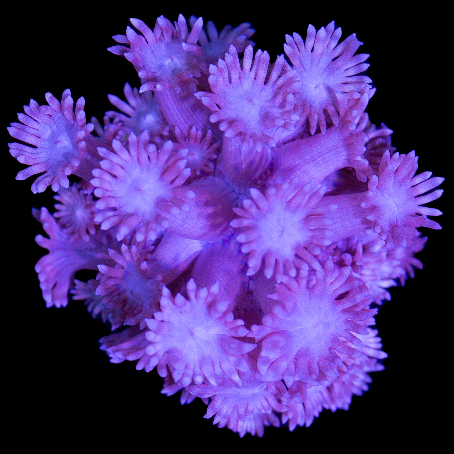 Purple Goniopora Coral