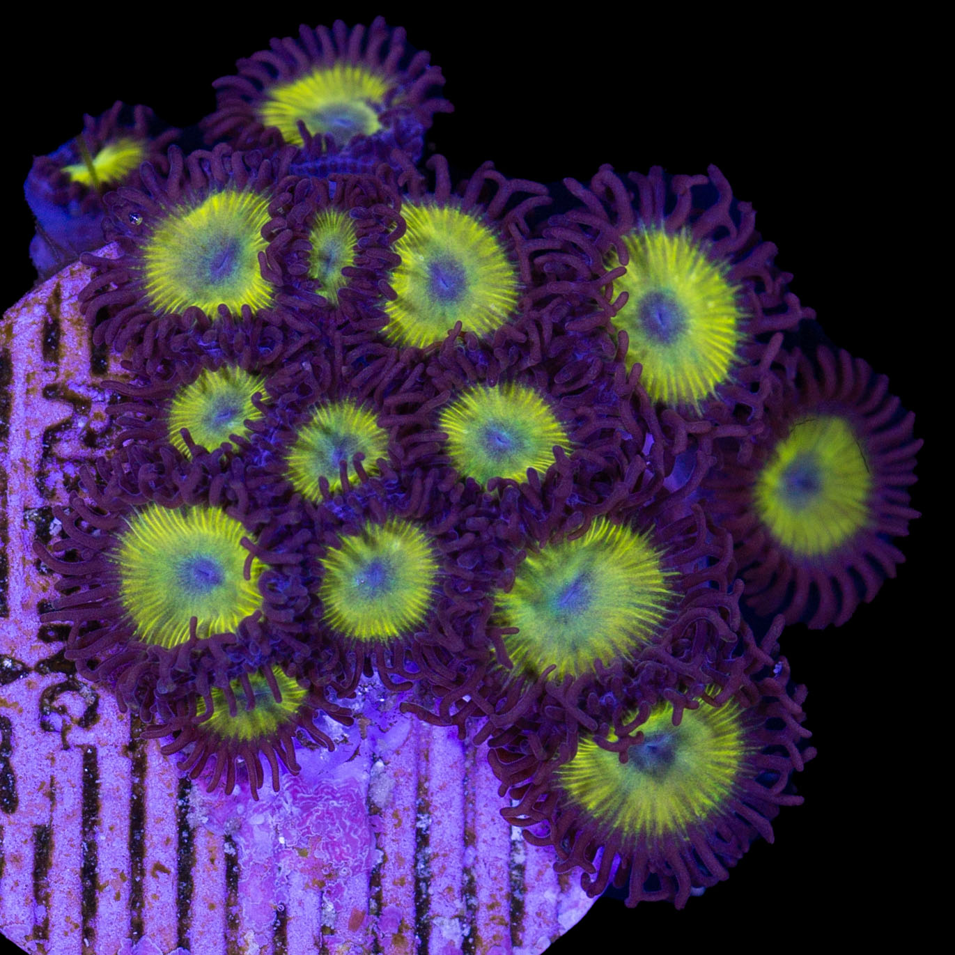 Vivid's Dragonfly Zoanthids