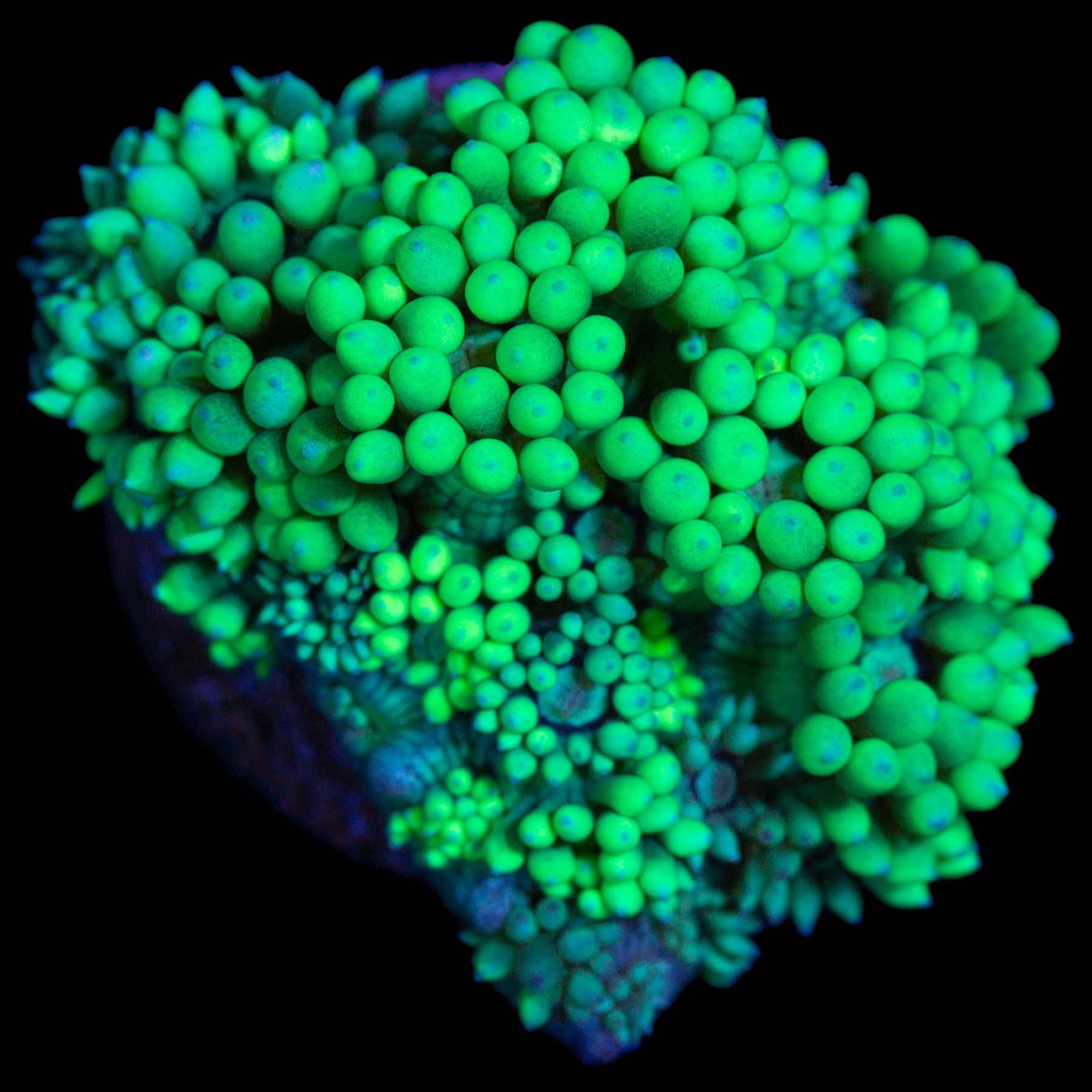 Toxic Green Goniopora Coral