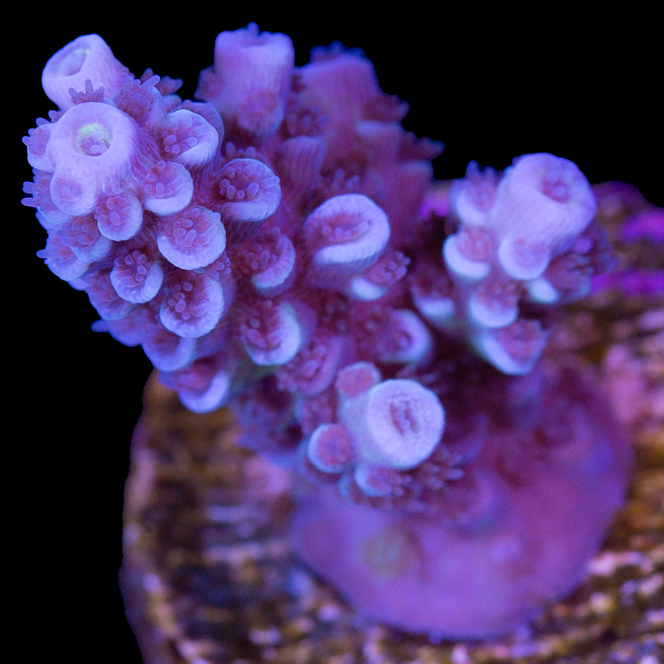 Blueberry Tenuis Acropora Coral