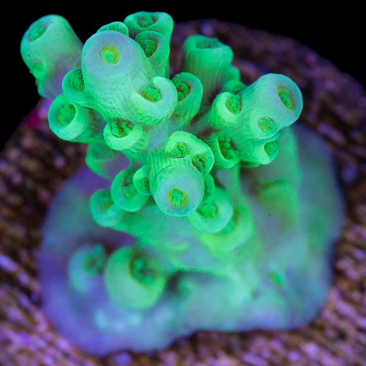 Highlighter Tenuis Acropora Coral