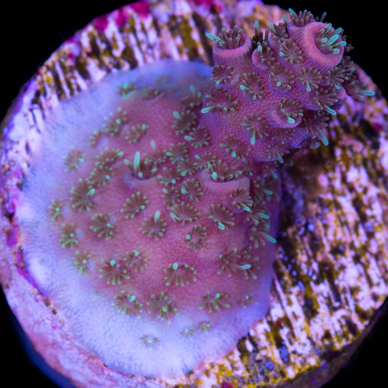 Festive Millepora Acropora Coral