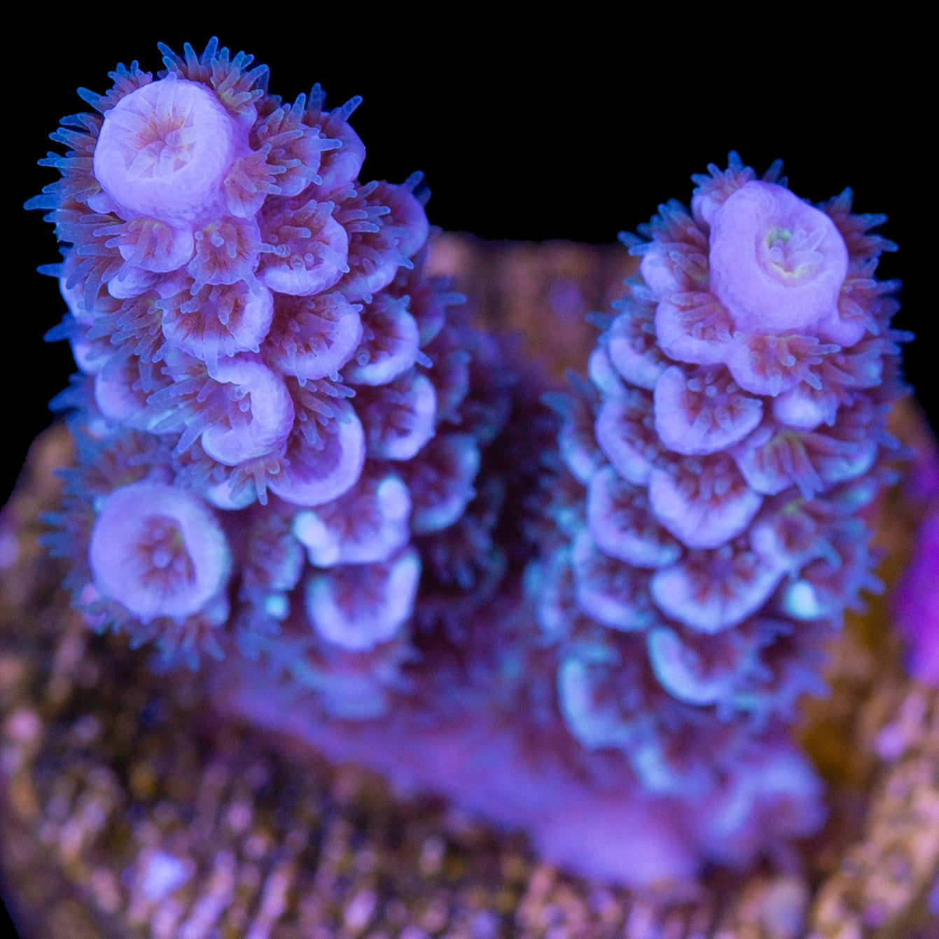 Blueberry Tenuis Acropora Coral