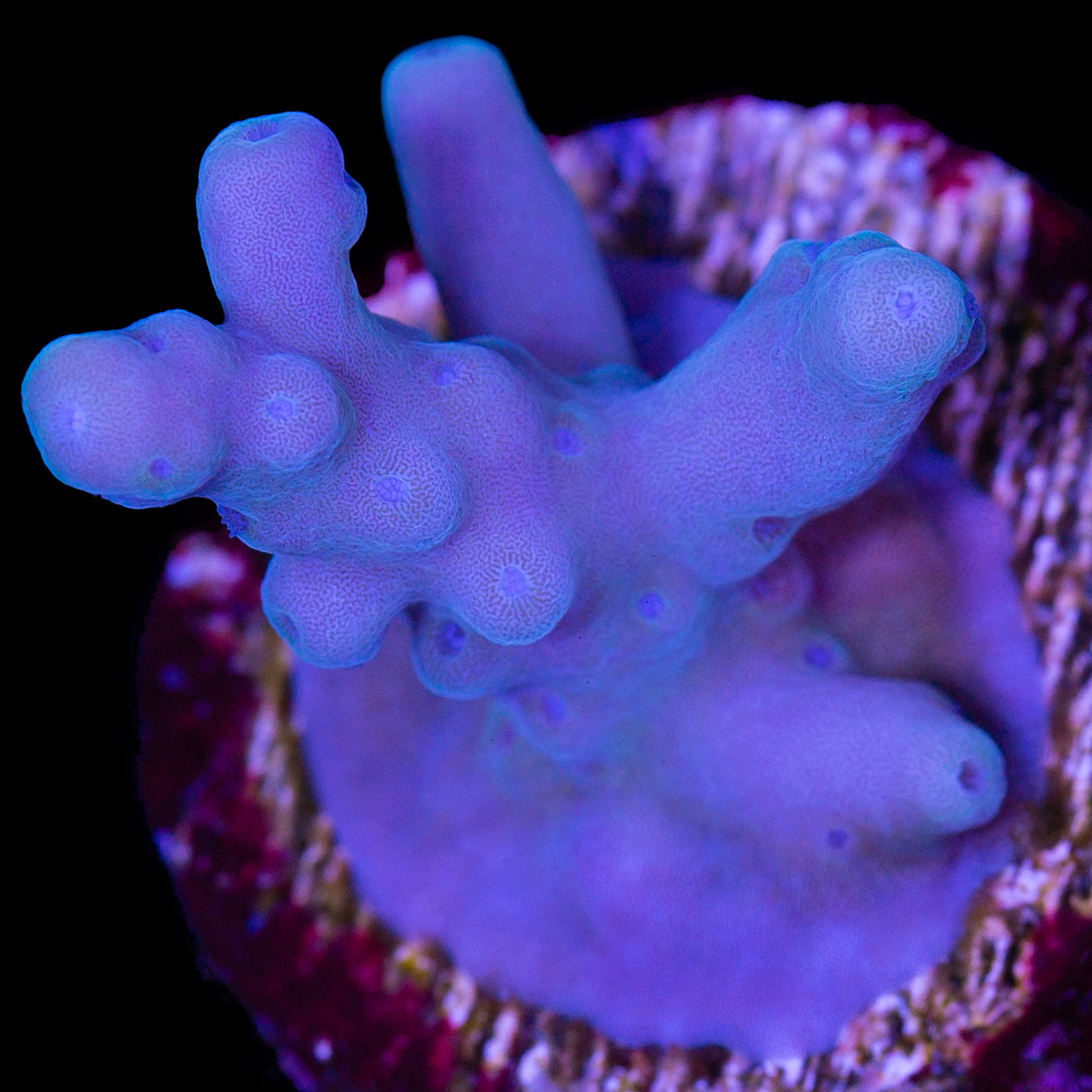 Solomon Islands Purple Monster Acropora (imported 2024)