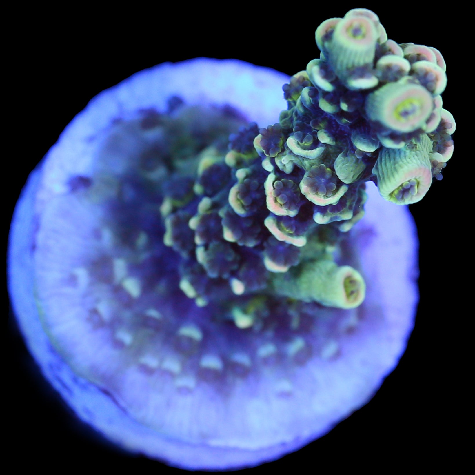 BK Chem Fruit Loops Acropora Coral