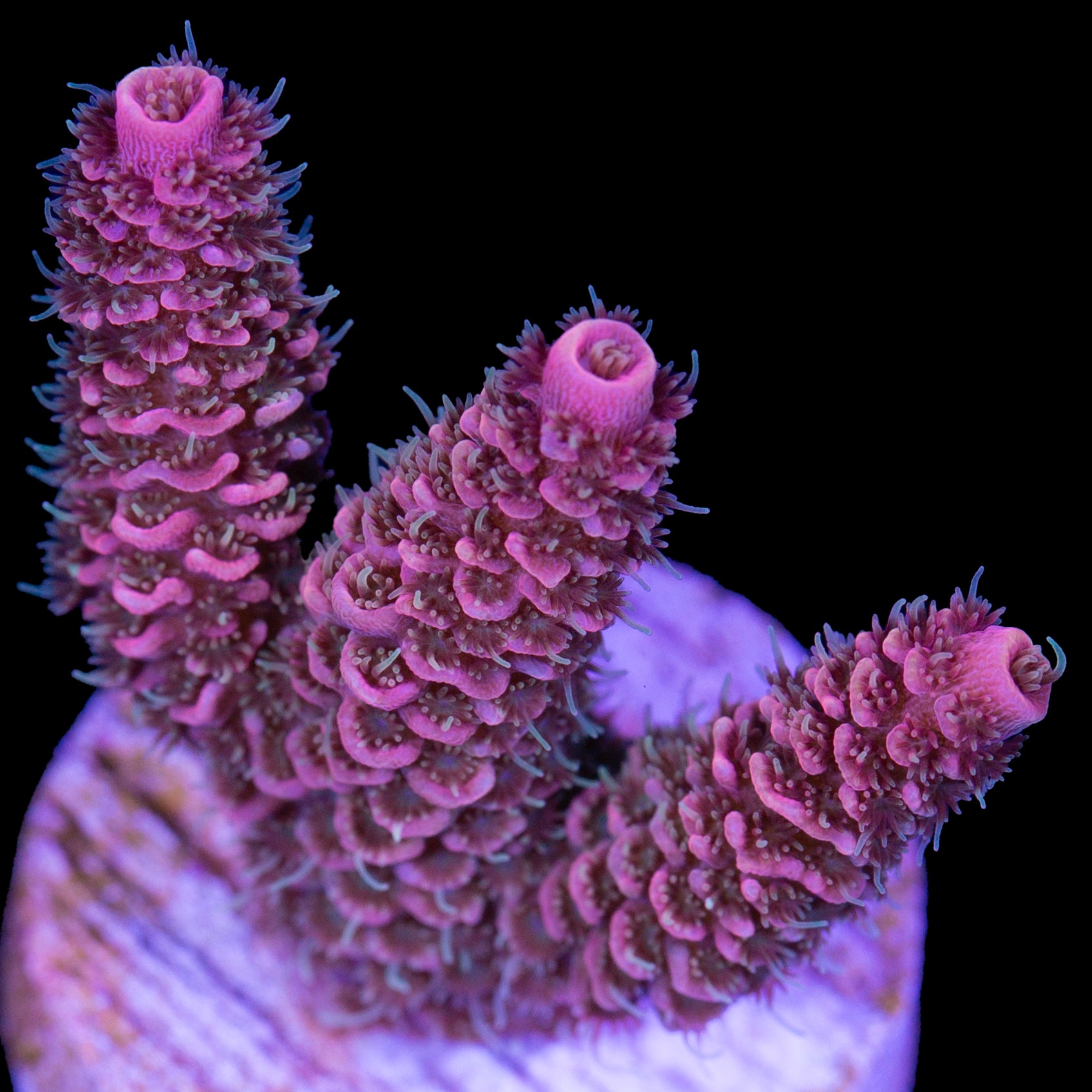 Ultra Pink Millepora Acropora Coral