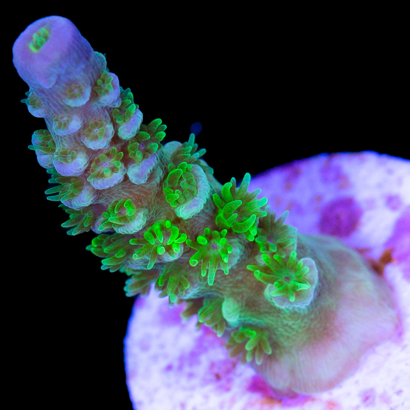 Jason Fox Homewrecker Acropora Coral