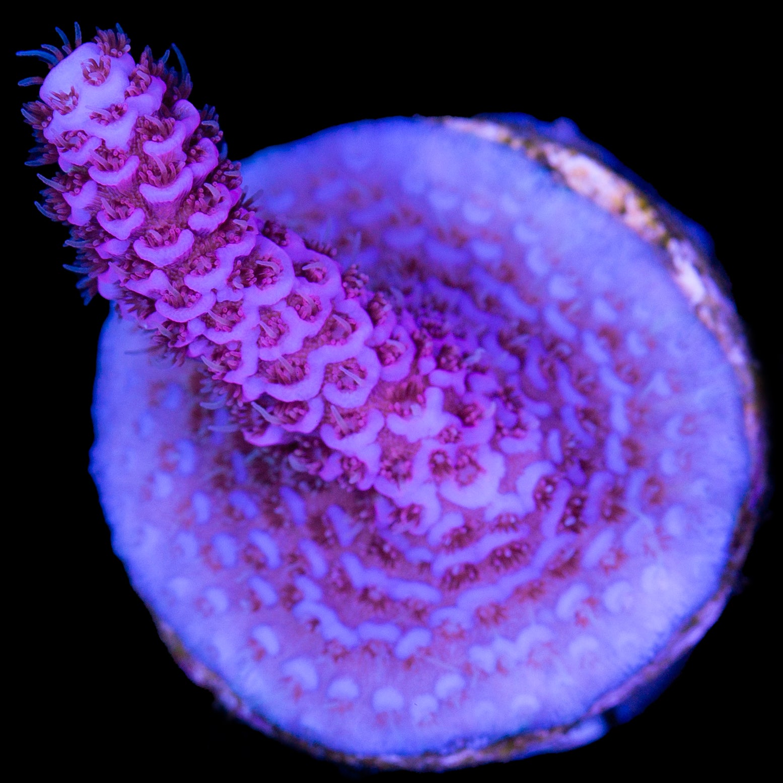 Snowcone Millepora Acropora Coral