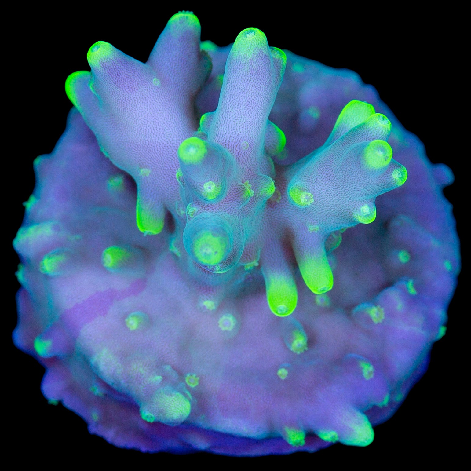 Vivid's Glowstick Acropora Caroliniana Coral