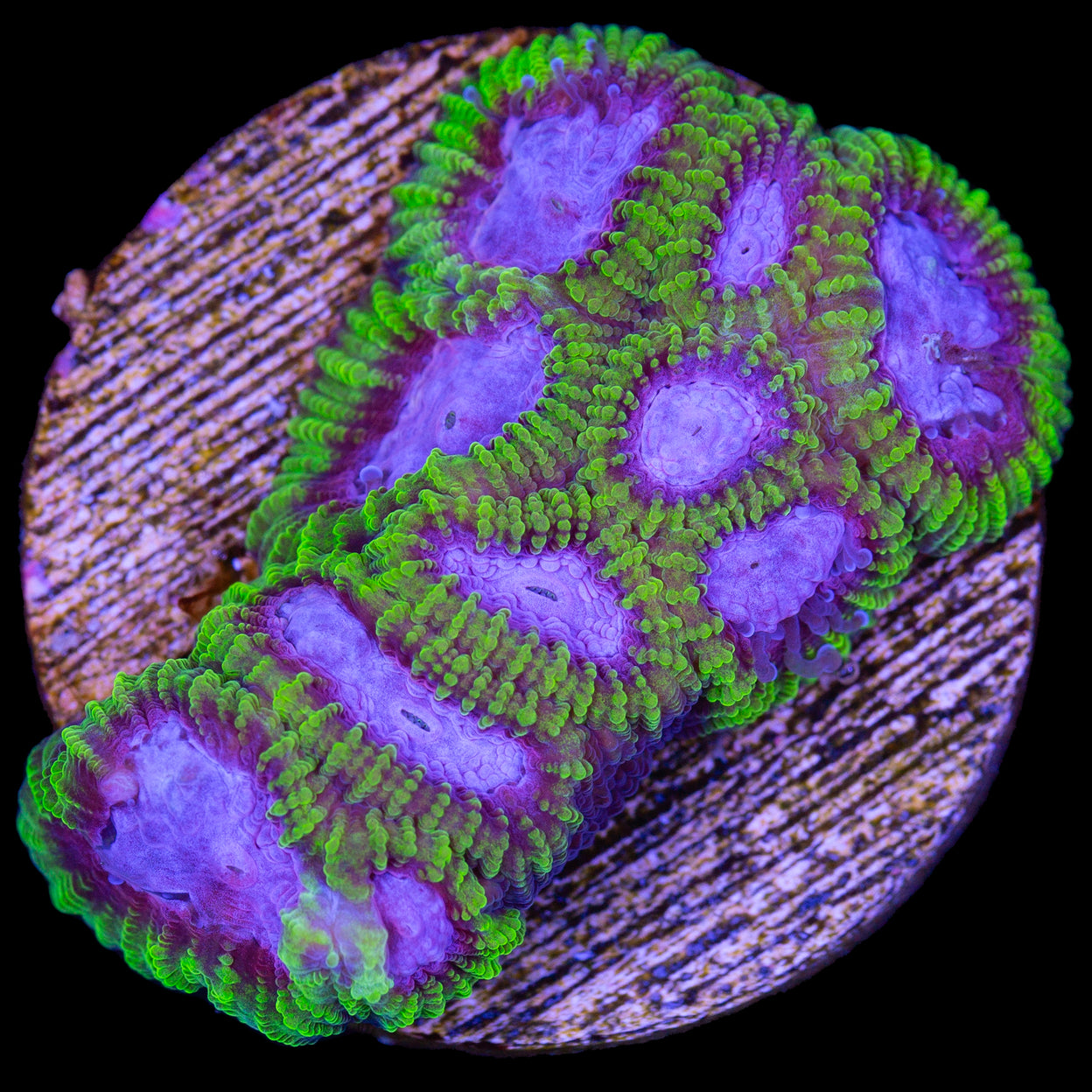 Buy WYSIWYG Coral for Sale | Live Corals | Rare Corals | Sale Corals ...