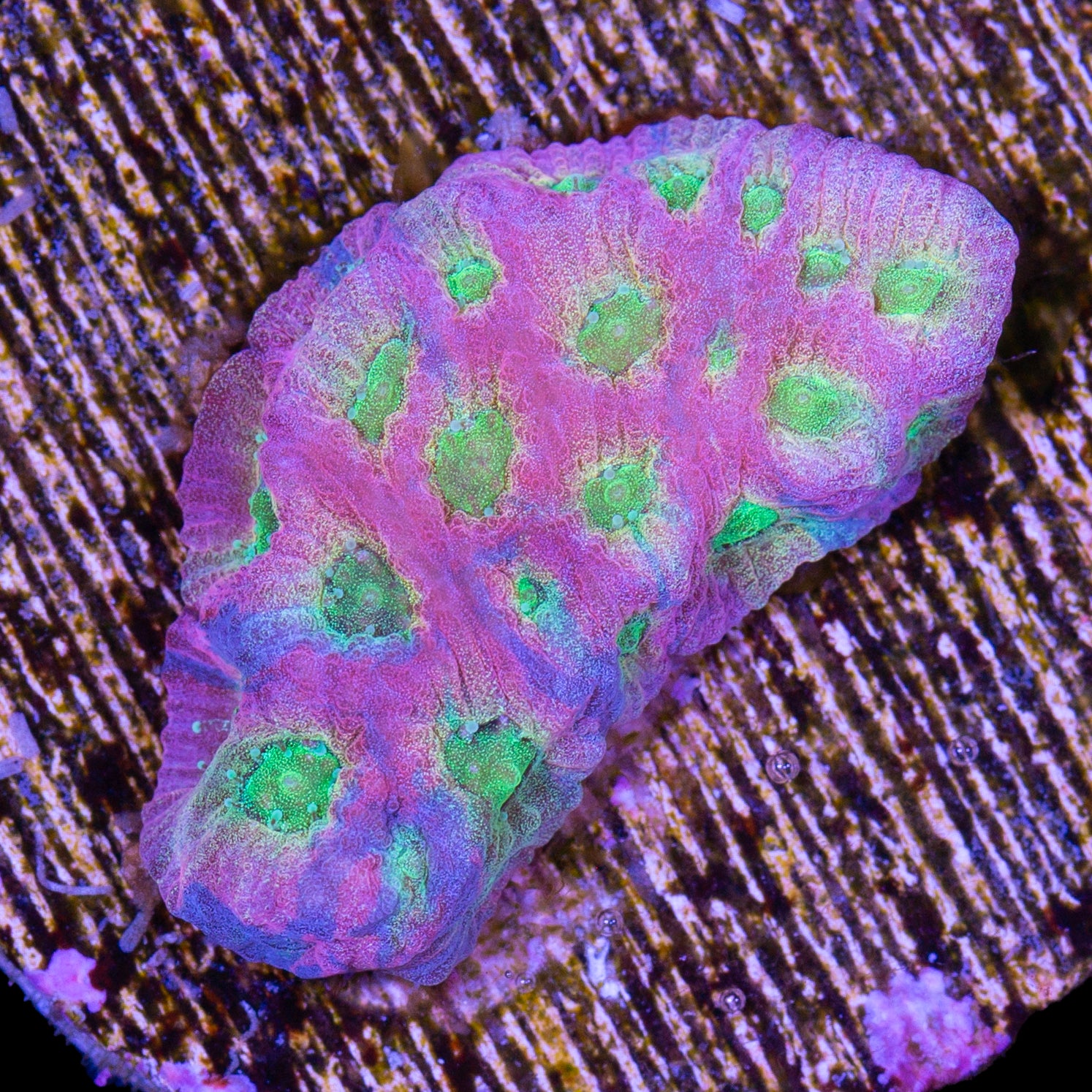 JF Dayglow Favia Coral