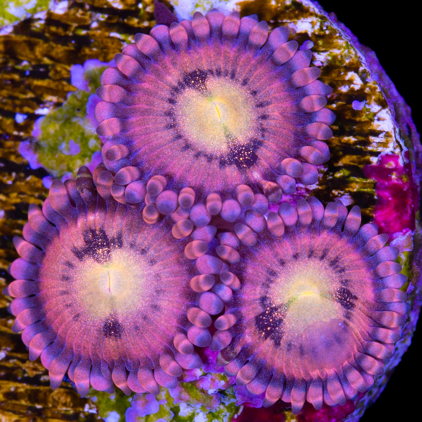 Halle Berry Zoanthids