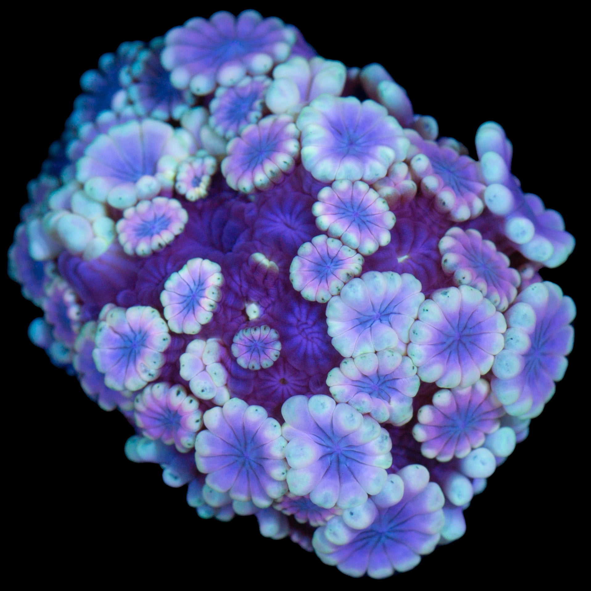 Ultra Alveopora Coral