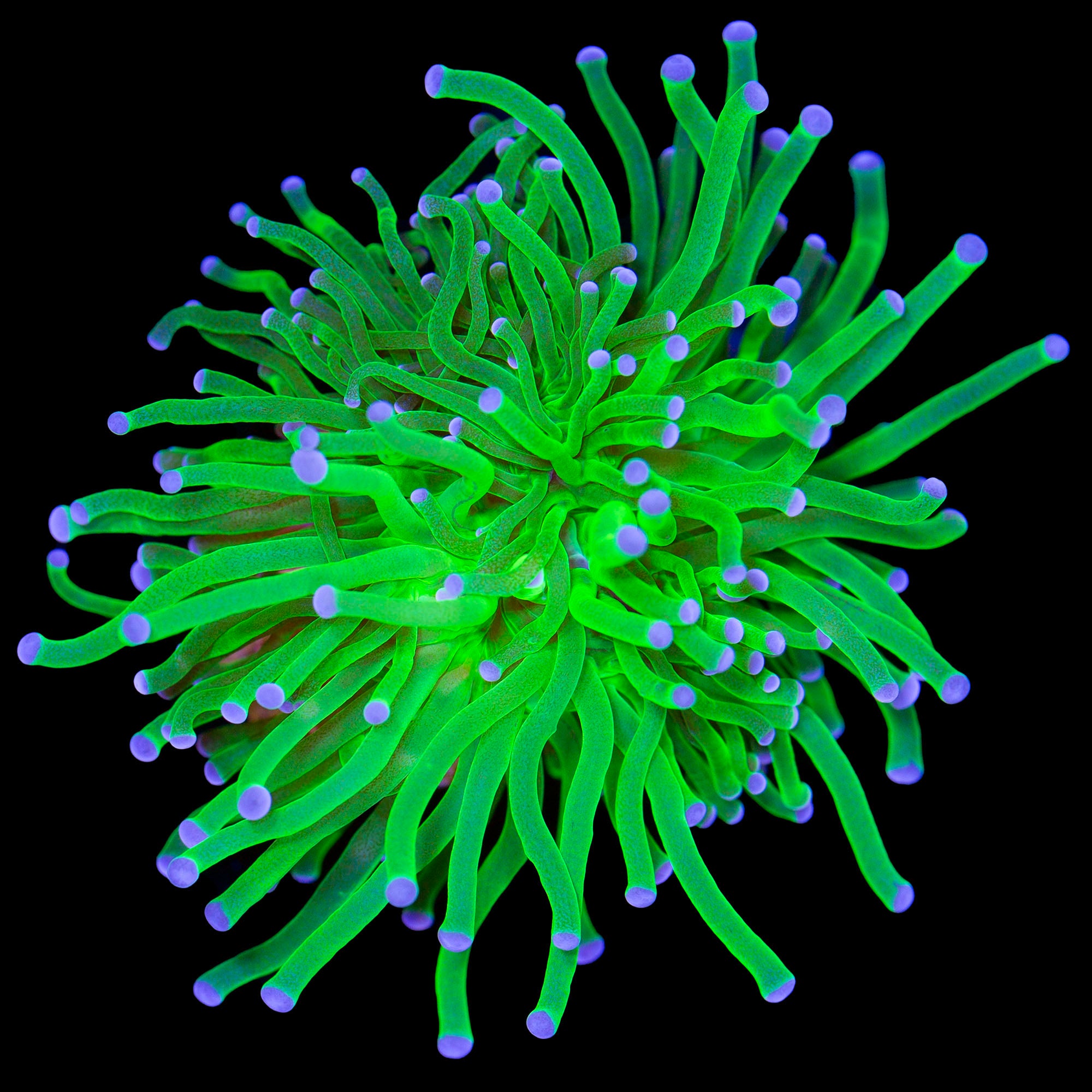 Electric Green Indo Torch Coral