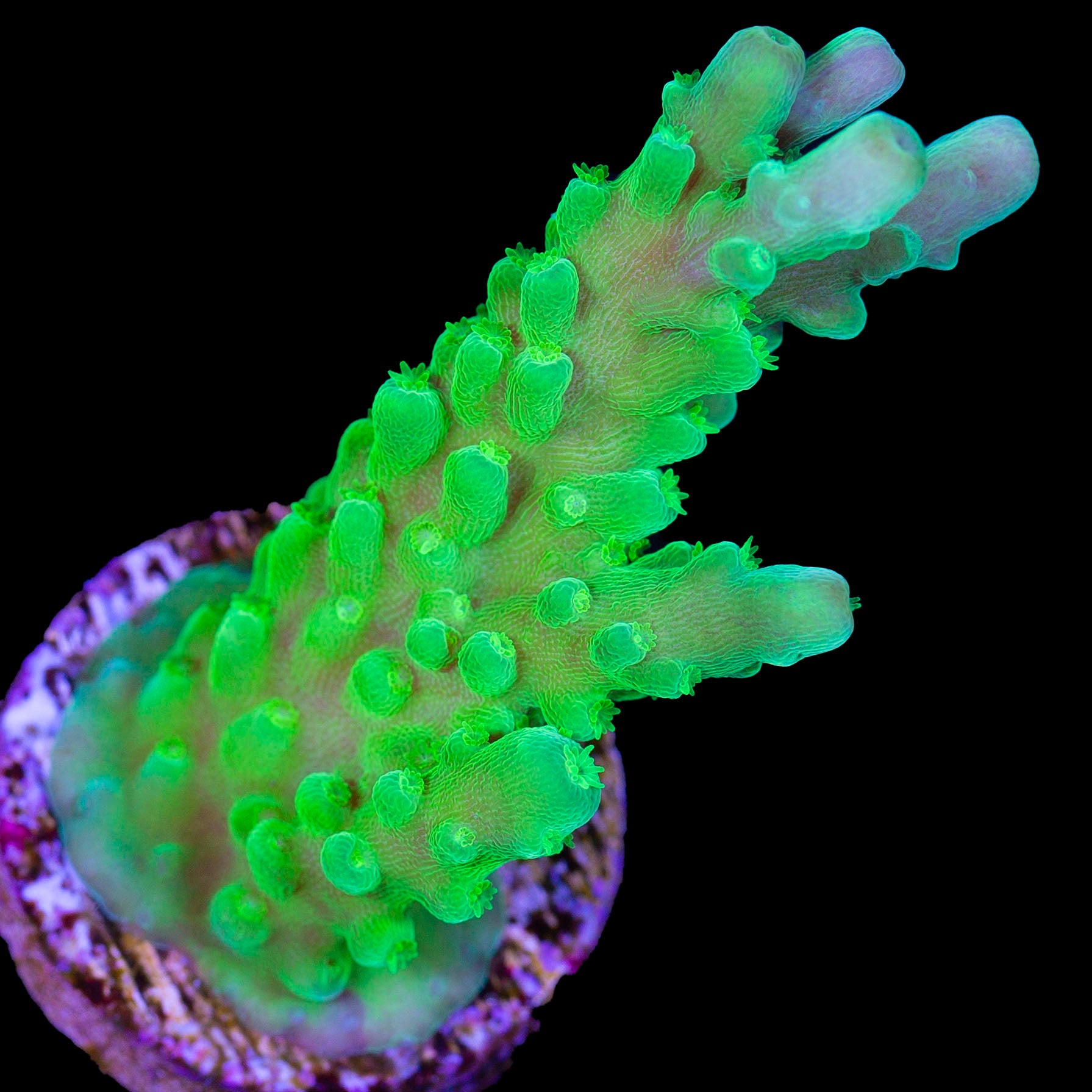  Live Saltwater Coral Frag - Forest Green Acropora (Colony  2-3) : Pet Supplies
