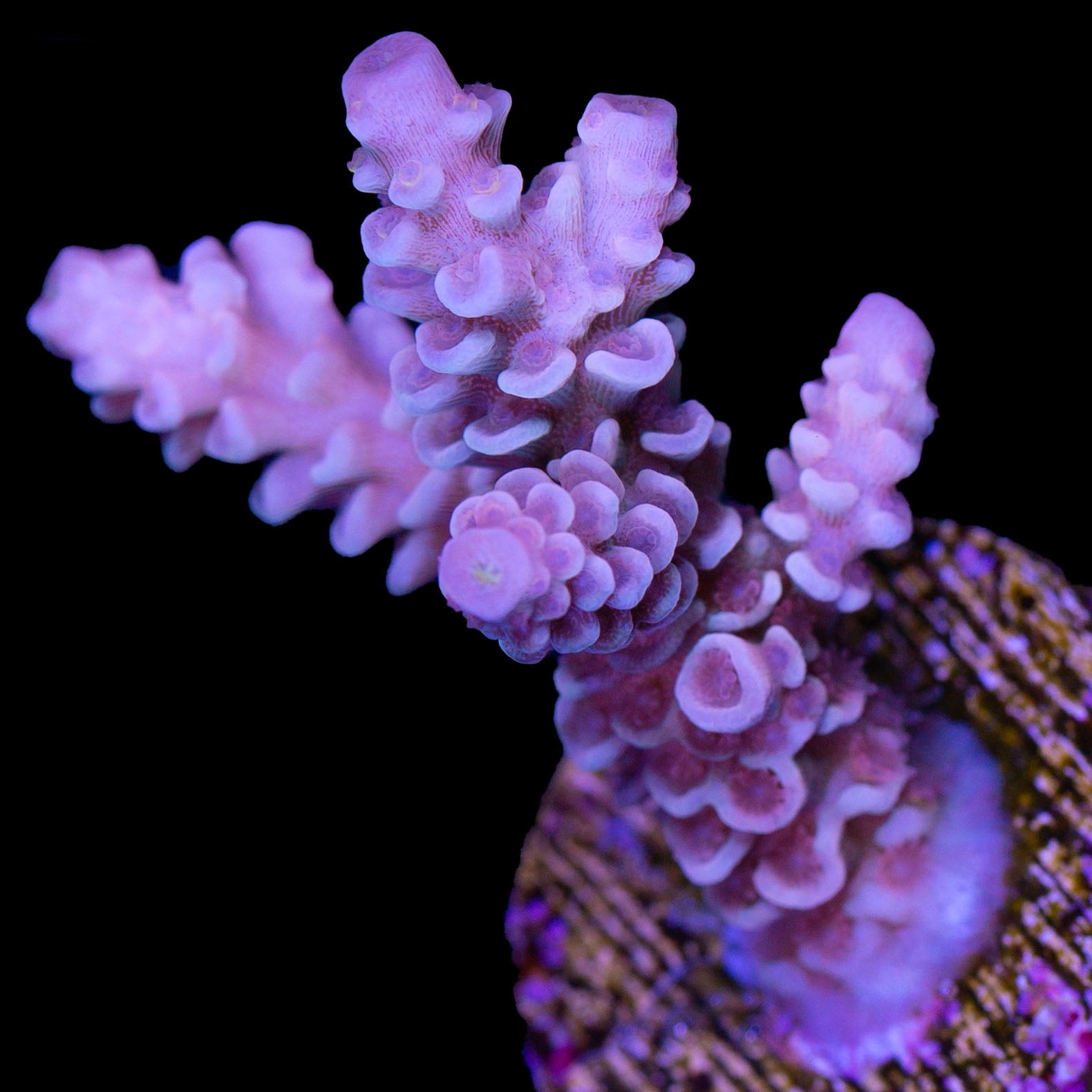 Pastel Tenuis Acropora Coral