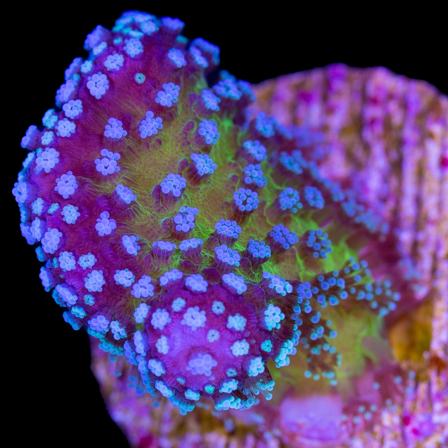 Rainbow Stylophora Coral