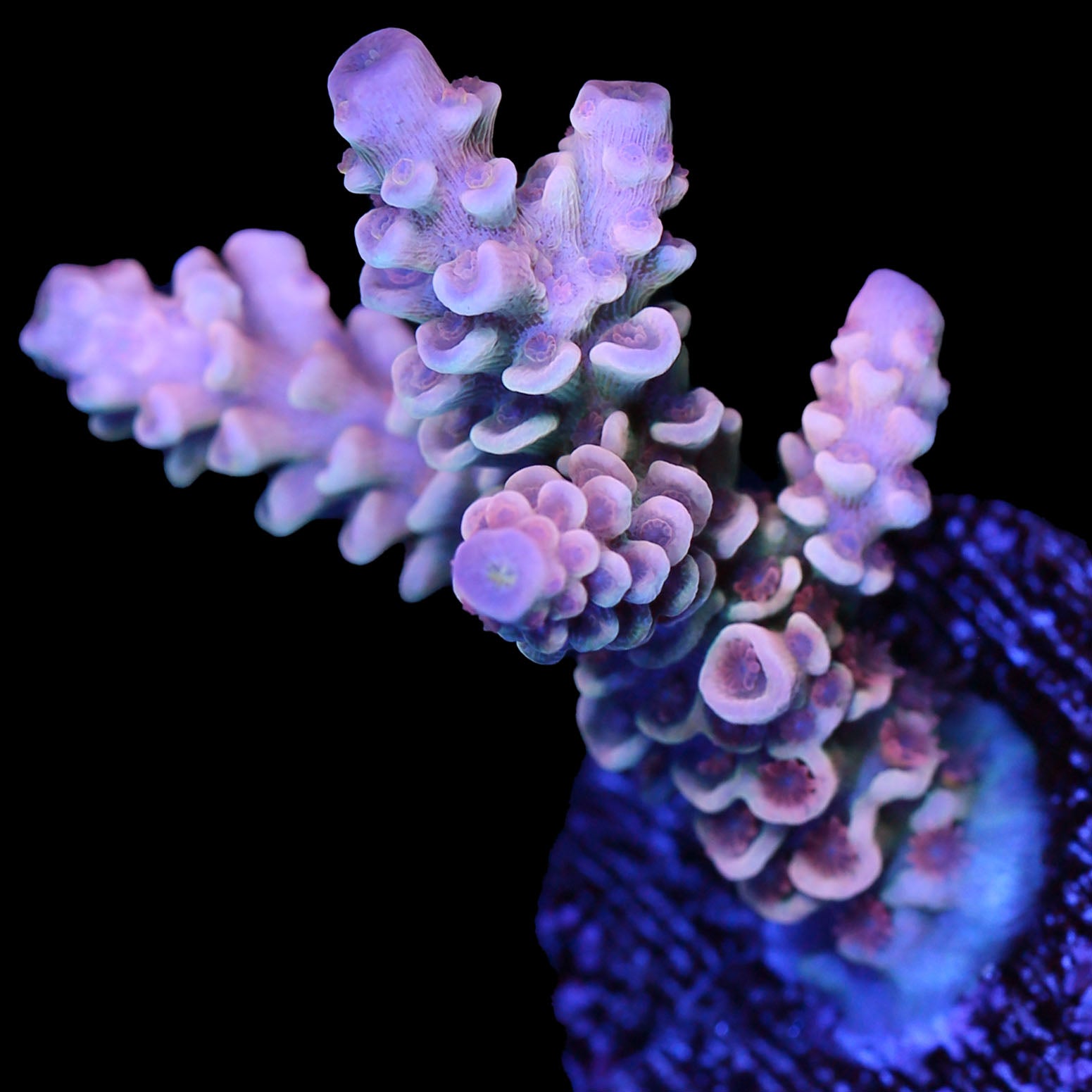 Pastel Tenuis Acropora Coral