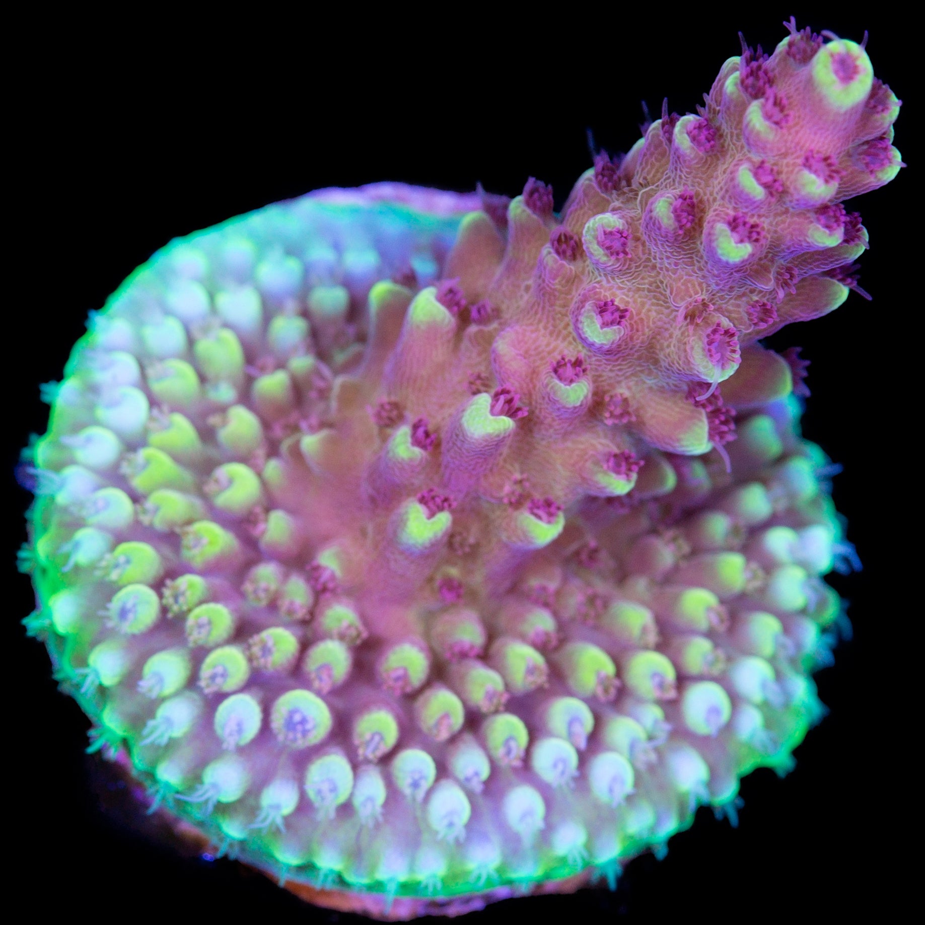 Vivid's Crazy 8 Acropora Coral