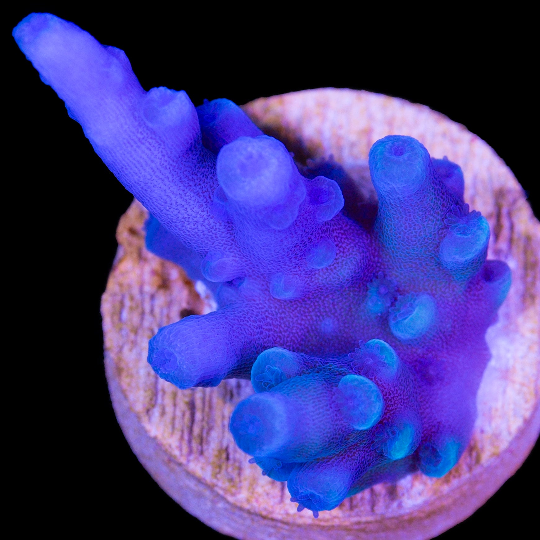 Oregon Blue Tort Acropora Coral - Chunky Frag