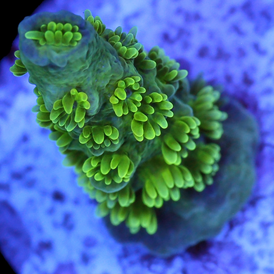 Jason Fox Homewrecker Acropora Coral