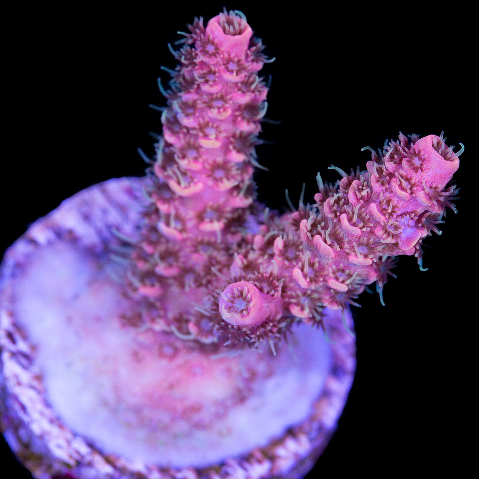 Fuego Acropora Coral