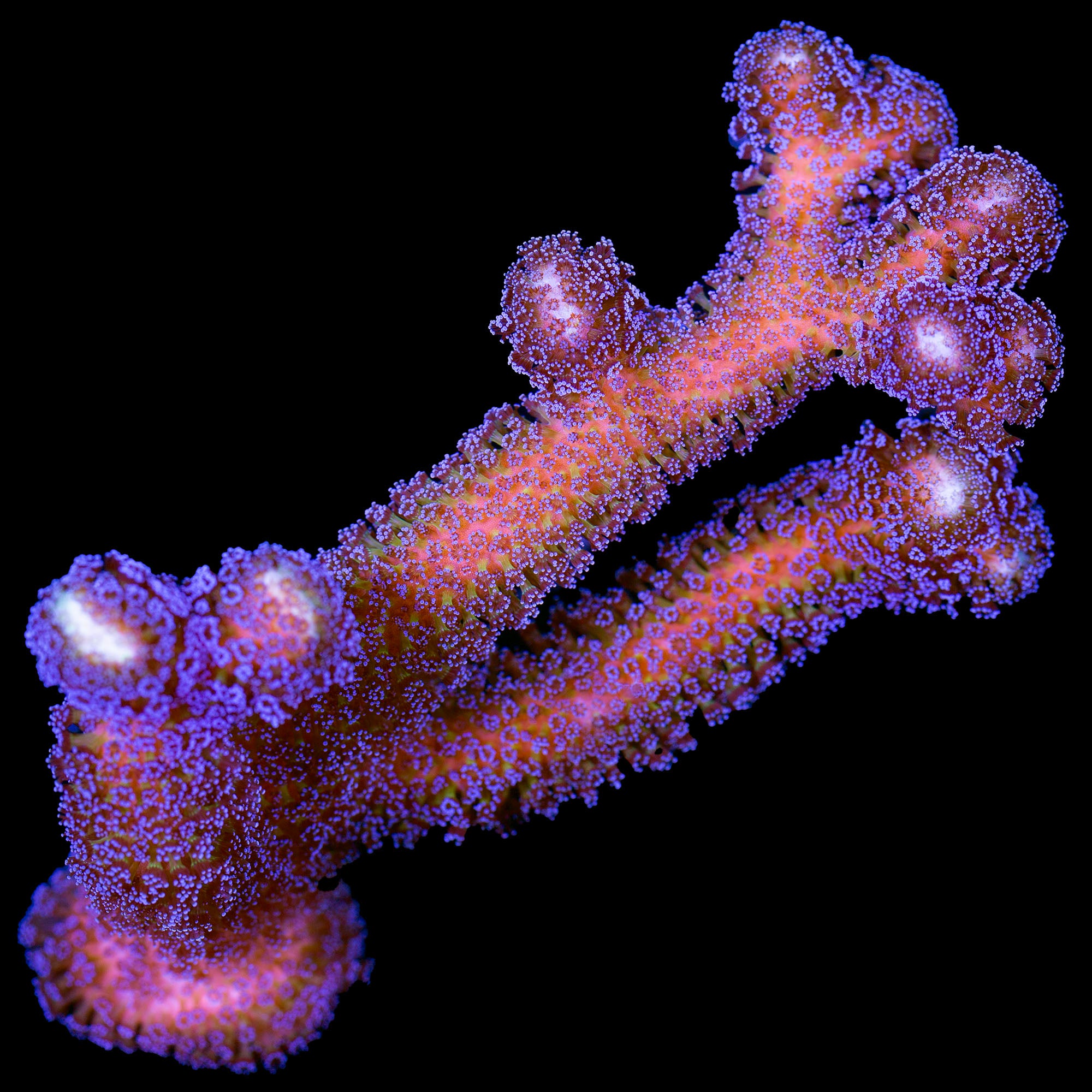 4" Purple Stylophora Coral Colony