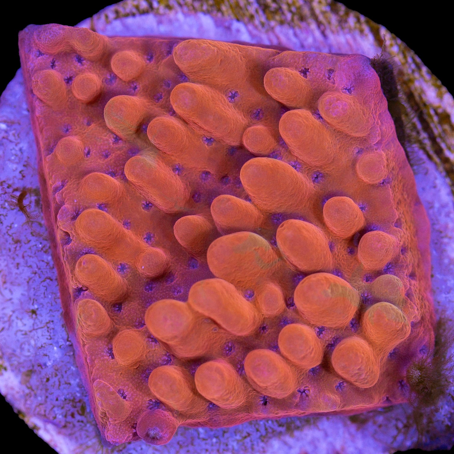 Rising Phoenix Montipora Coral