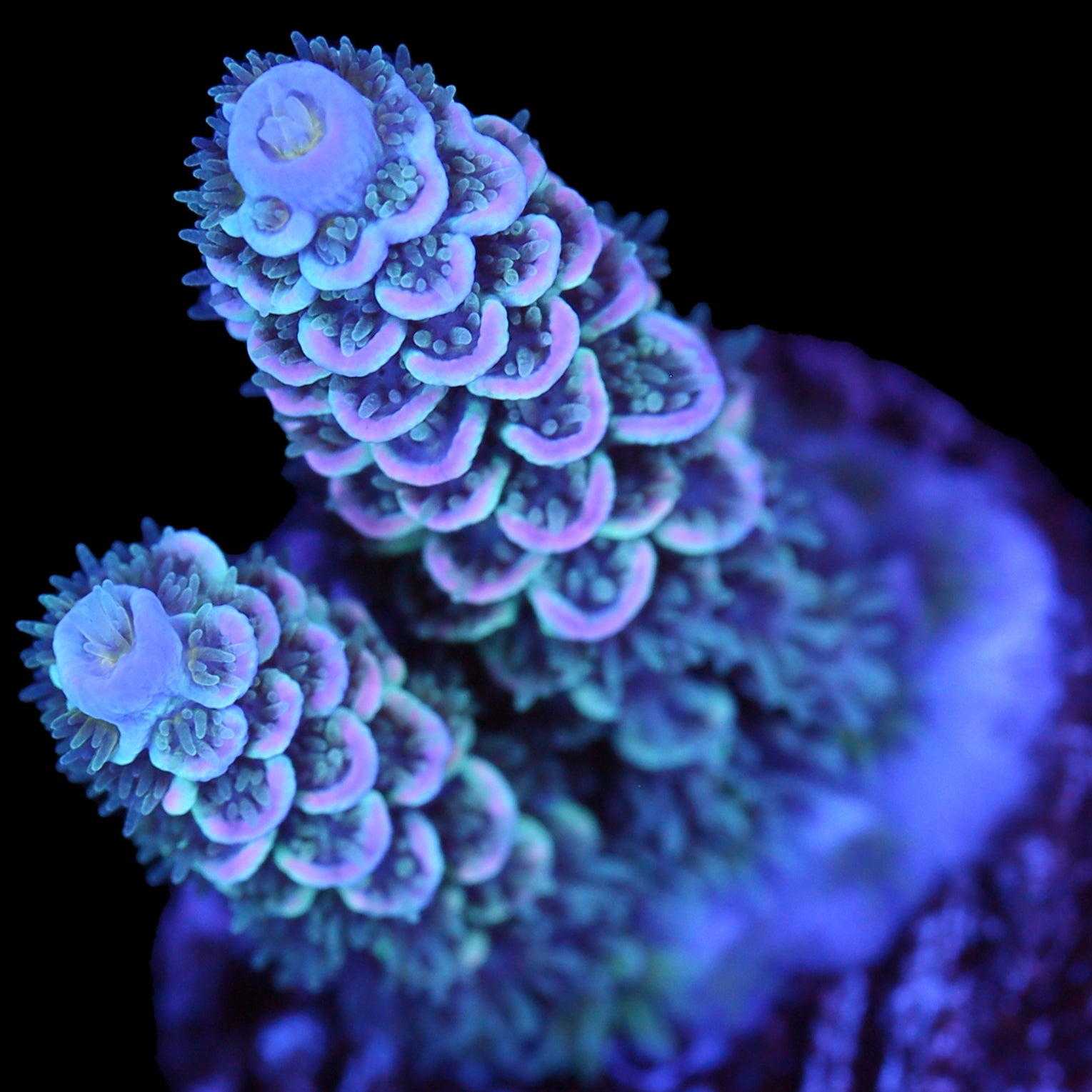 Fuzz Buzz Tenuis Acropora Coral