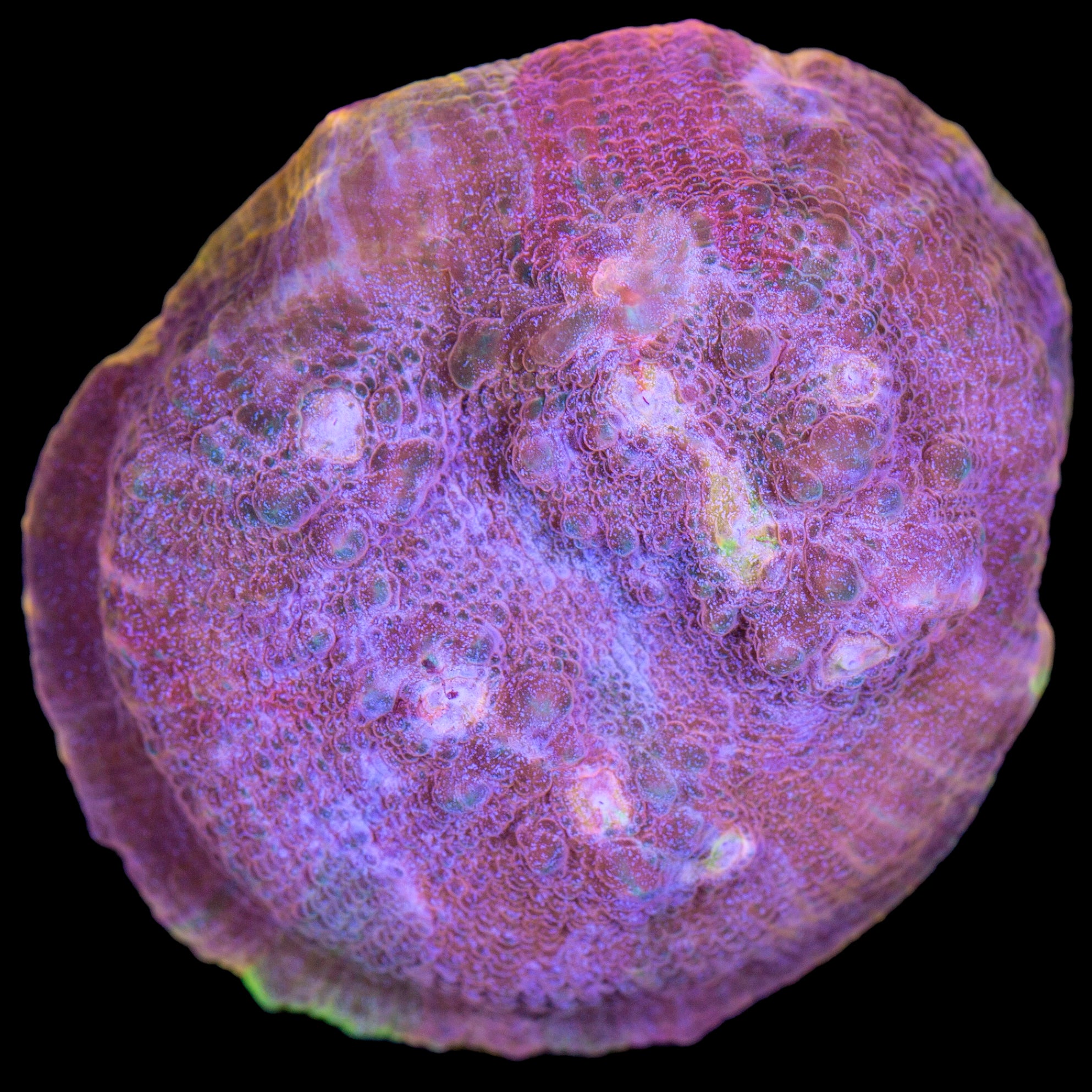 Rainbow Sparkle Echinophyllia Coral