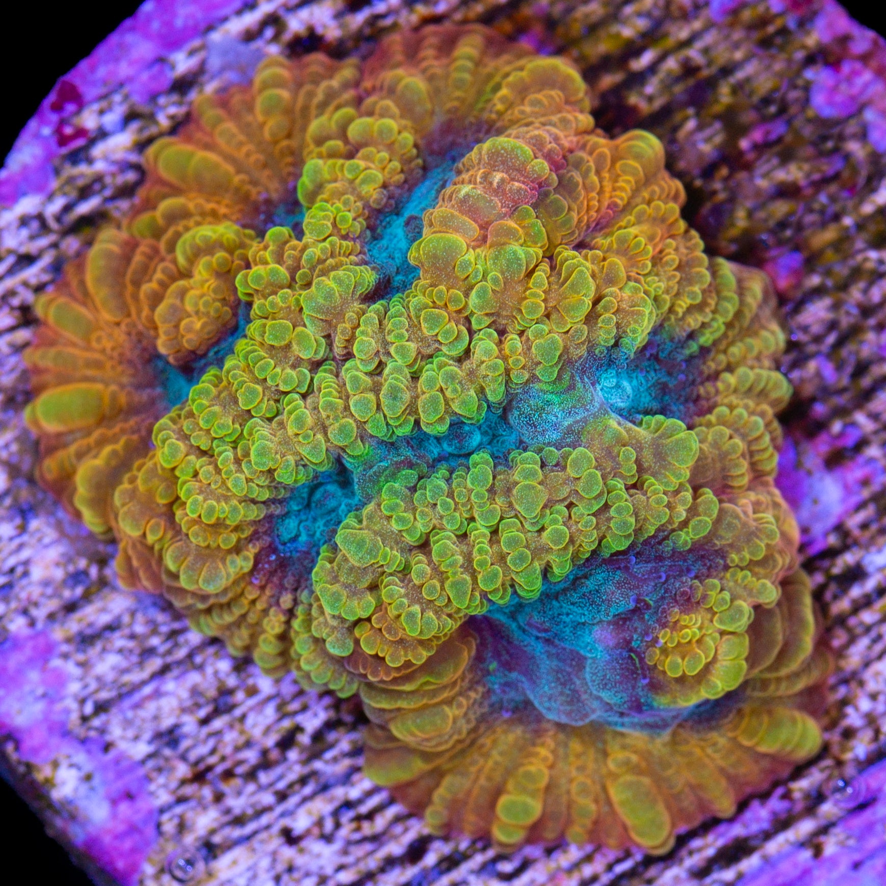 Blue Flame Favia Coral