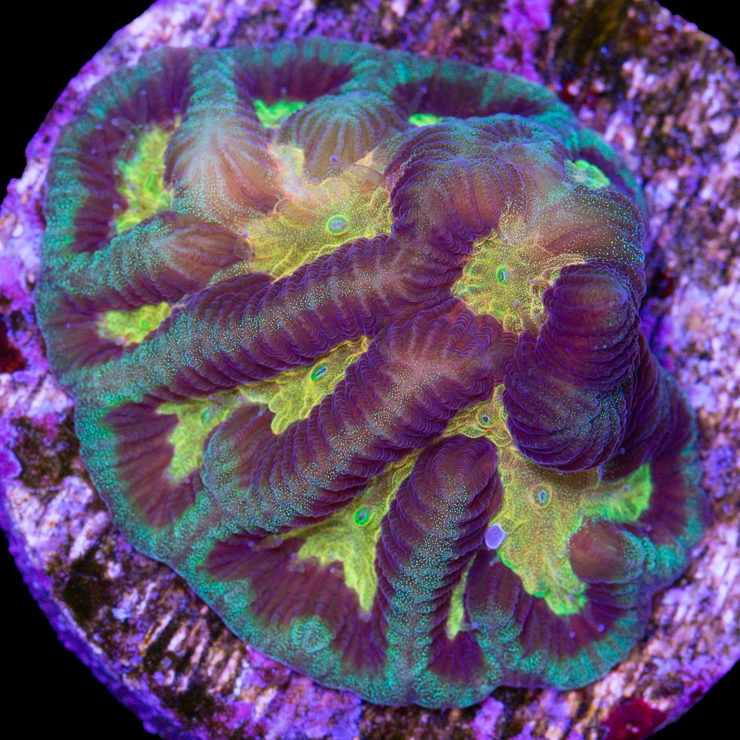 Vivid's Super Melon Platygyra Coral