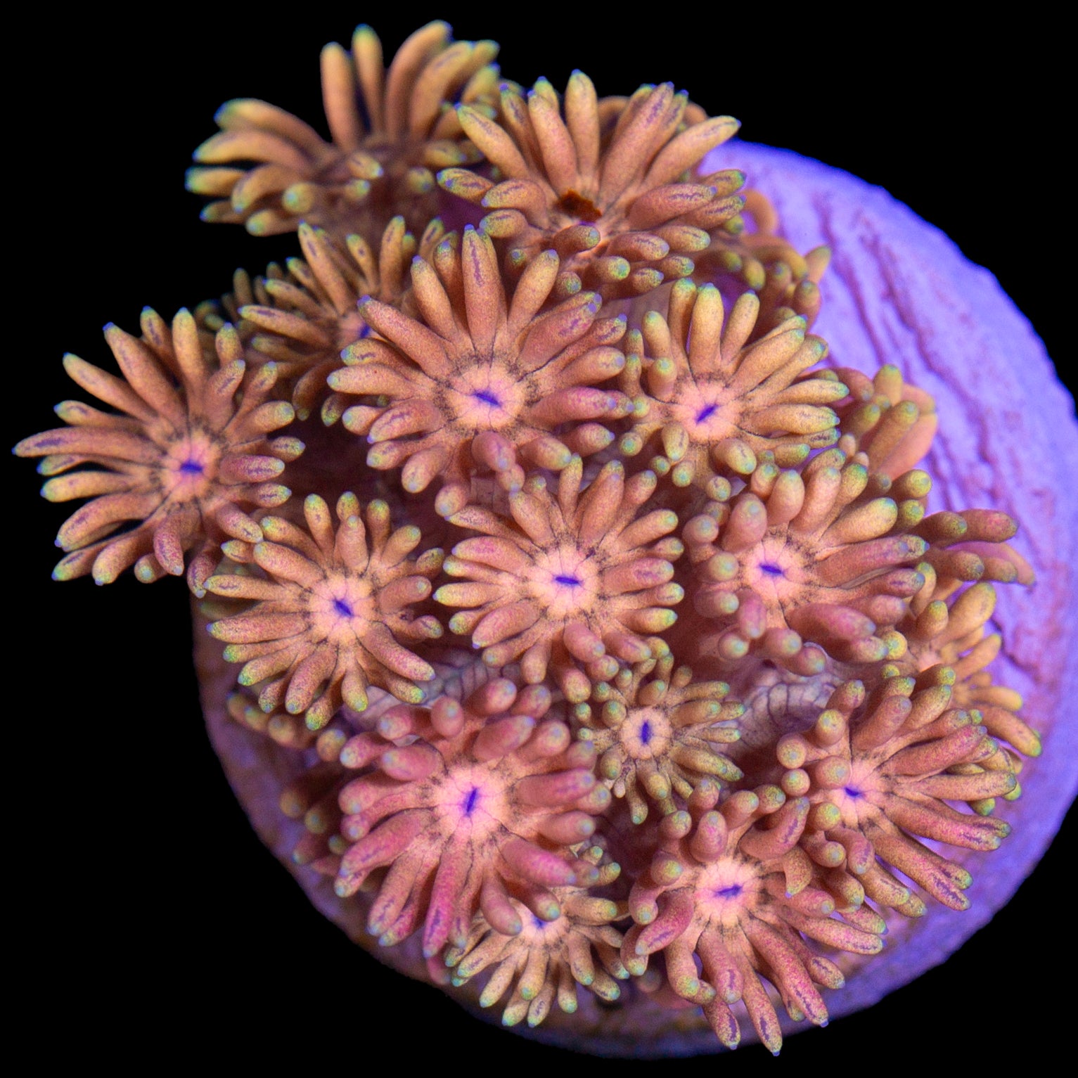 Orange Dream Goniopora Coral