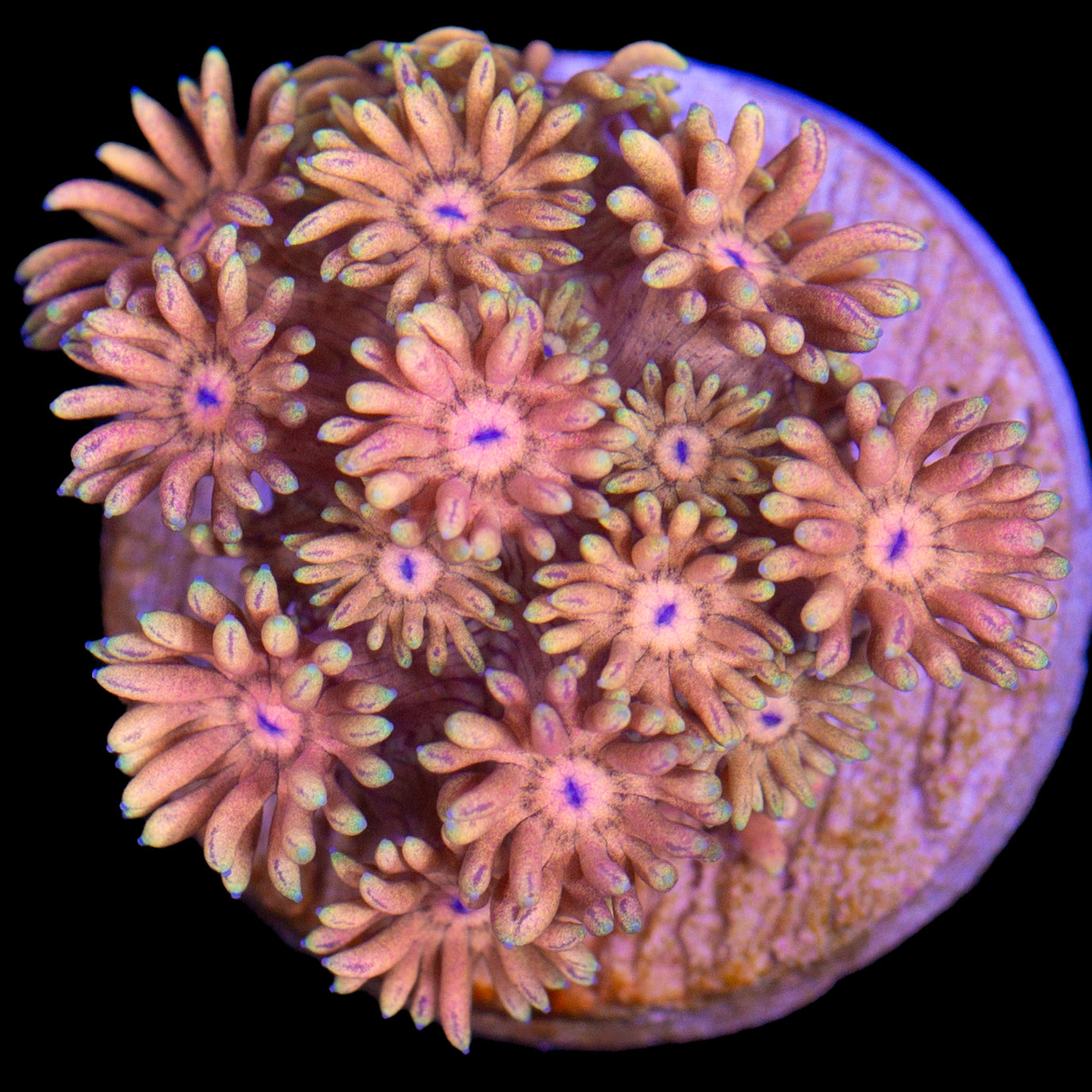 Orange Dream Goniopora Coral