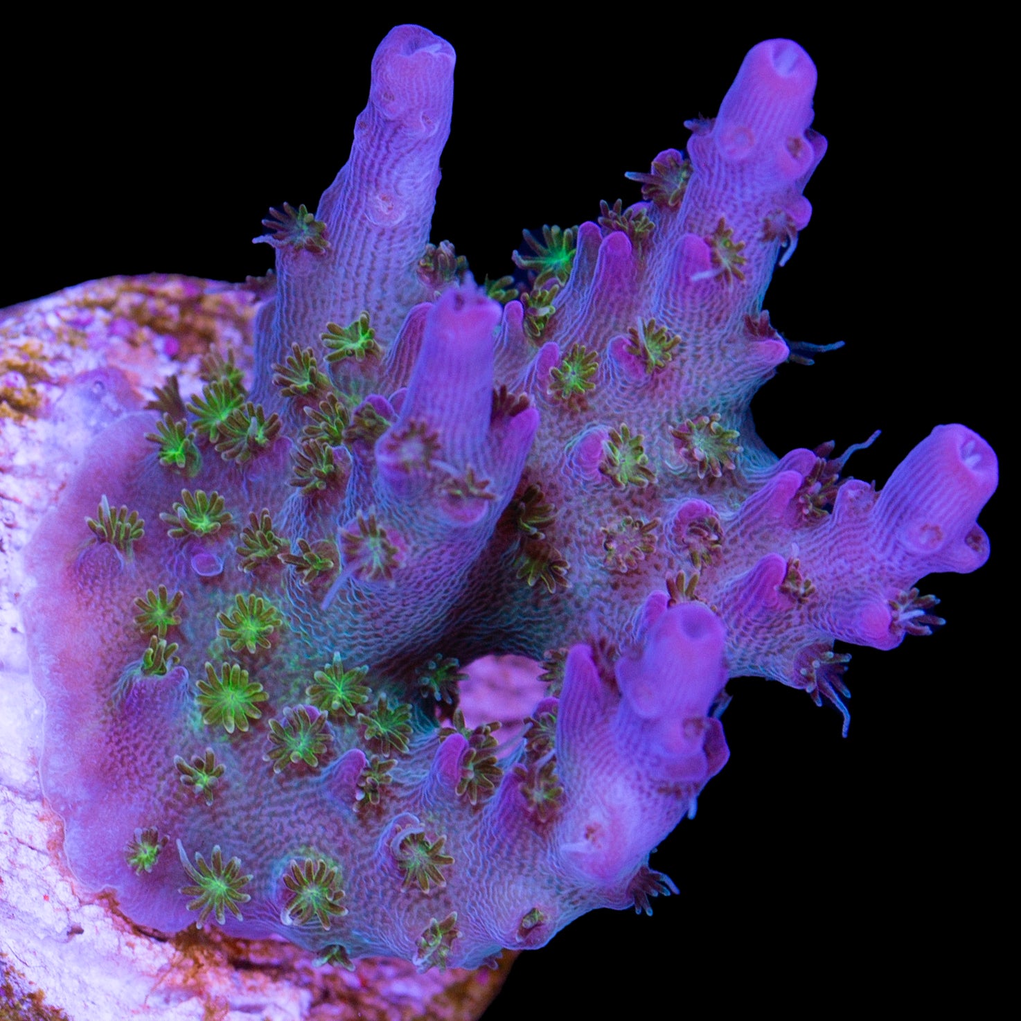 Vivid's Royal Flush Acropora Coral - New Release