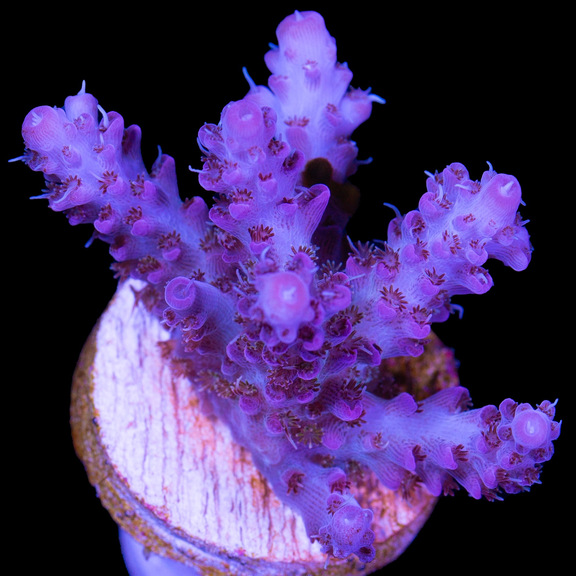 Boysenberry Acropora Coral