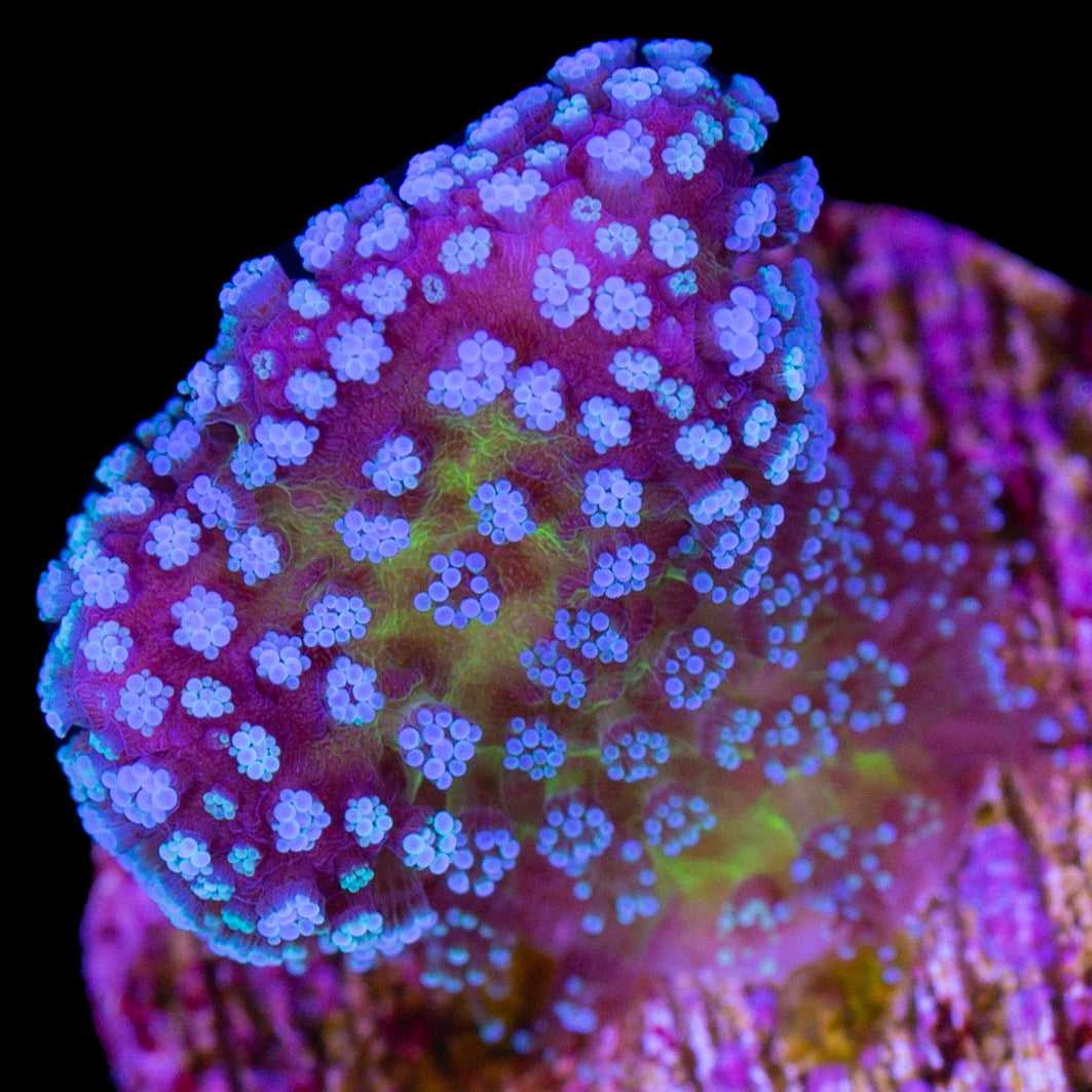 Rainbow Stylophora Coral