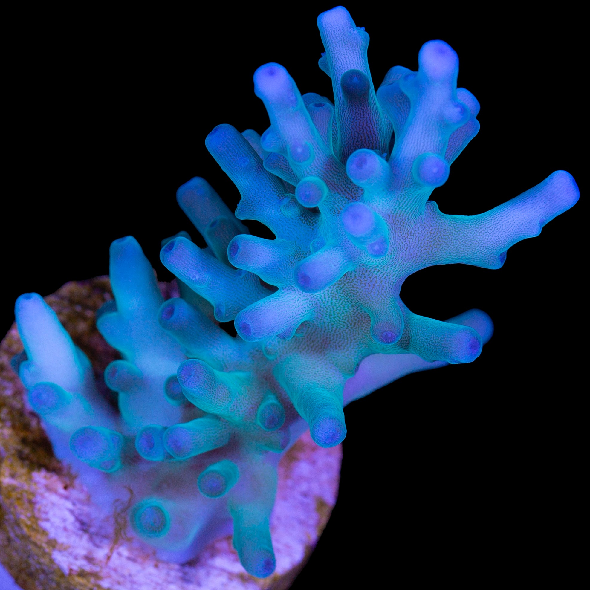 Hawkins Echinata Acropora Coral